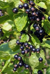 Johannis&shy;beeren