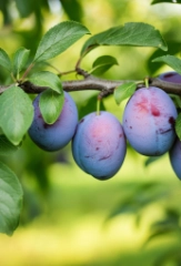 Zwetschgen- und Pflaumenbaum