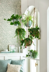 Top 10: Hängepflanzen