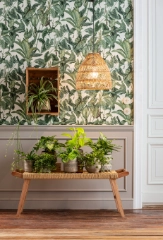 Top 10: Luf&shy;treinigende Zimmer&shy;pflanzen