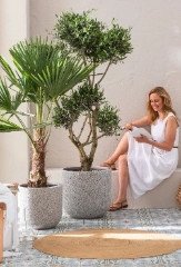 Top 10: Pflege&shy;leichte Kübelpflanzen