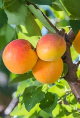 Pfirsiche, Nektarinen & Aprikosen