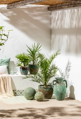 Top 10: Pflanzen für Allergiker