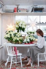 Weihnachts&shy;sterne