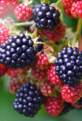 Brombeeren