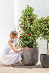 Top 10: Pflanzen für den Südbalkon