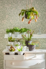 Fleisch&shy;fressende Pflanzen