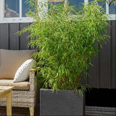 Grser & Bambus fr Garten & Balkon | Dehner