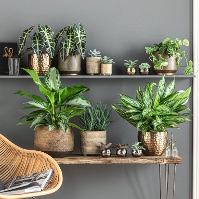 Blumentöpfe & Übertöpfe