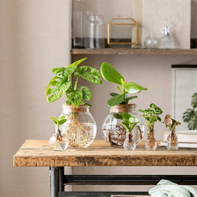 Waterplants & Flaschengärten