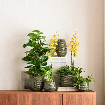 Blumentöpfe & Übertöpfe