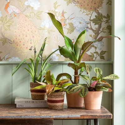 Calathea | Dehner