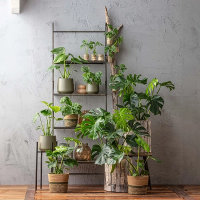 monstera deliciosa large form vs small form Medium Monstera Deliciosa Elegant Stem Form  Happy Houseplants