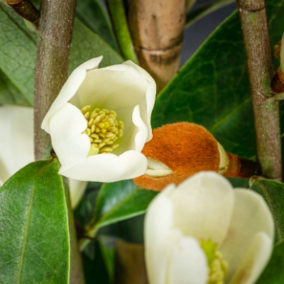 Magnolien | Dehner