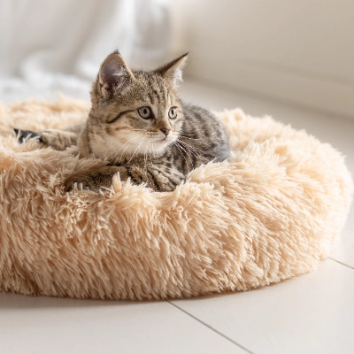 Katzenbabys | Dehner