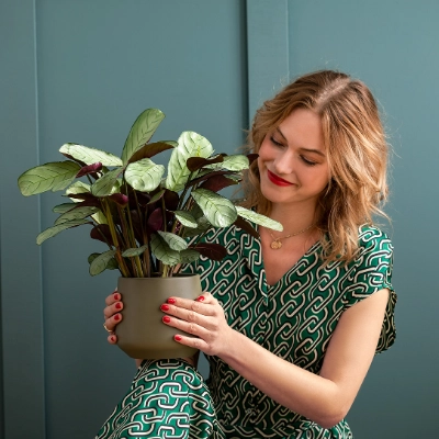 Zimmerpflanzen für wenig Licht