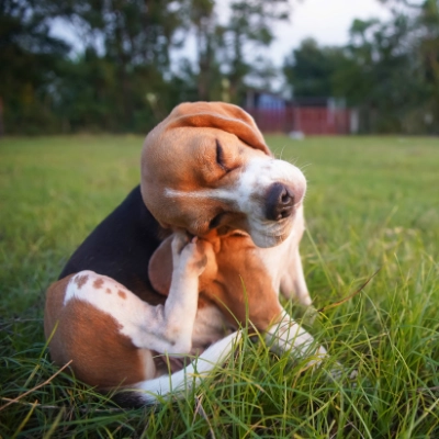 Bye-bye Zecken & Flöhe