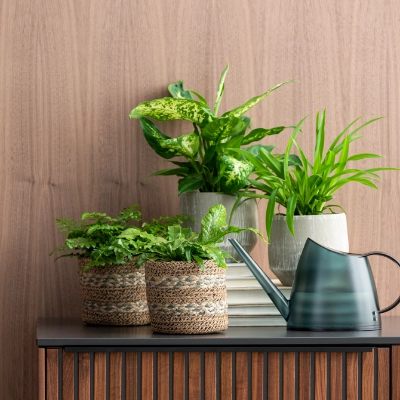 kentia palme bilder Howea forsteriana (Kentiapalme) kaufen