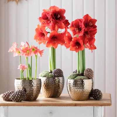 Amaryllis | Dehner