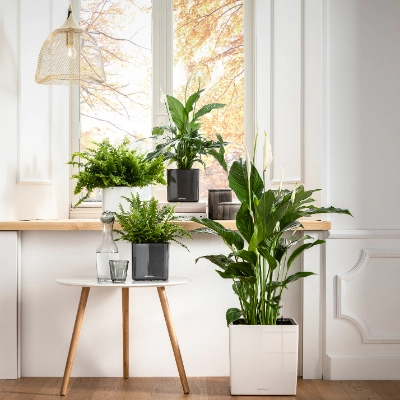 kunstpflanze 150 cm Monstera Künstliche Pflanze auf Stamm 150 cm main image 1