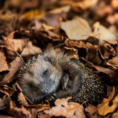 Tipps für einen igelfreundlichen Garten