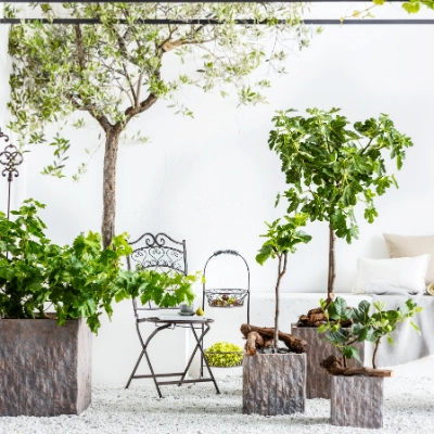 gold dust croton plant Codiaeum Aucubaefolia ◦ Croton Gold Dust main image 0