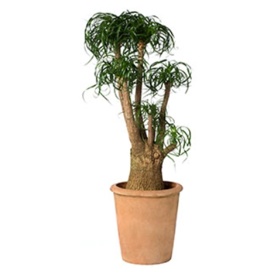 was kosten thuja pflanzen Thuja 