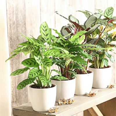 dracaena marginata tarzan Dracaena marginata « Tarzan »