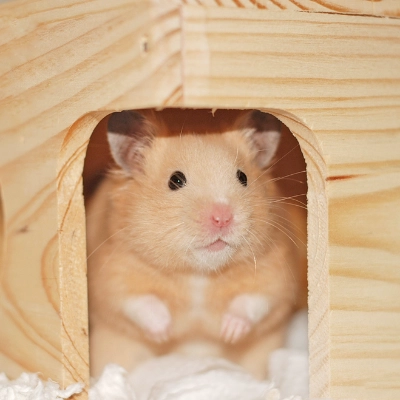 Goldhamster Dehner