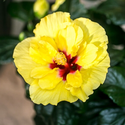 Hibiskus | Dehner