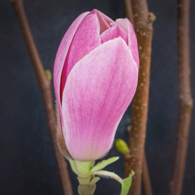 Magnolien | Dehner