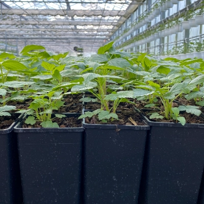 Verpackung & Transport