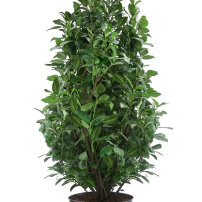 philodendron majestic Philodendron Majestic – Safa Plant Co main image 0