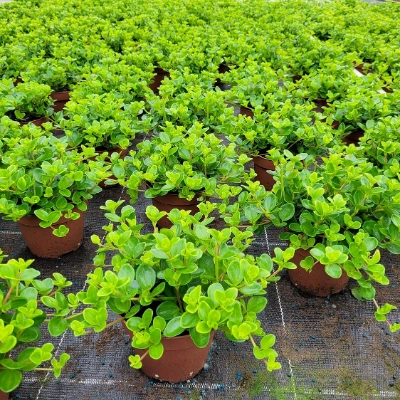 Soziale Verantwortung & Zertifizierung