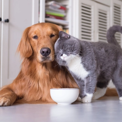 Tierbedarf Hund & Katze