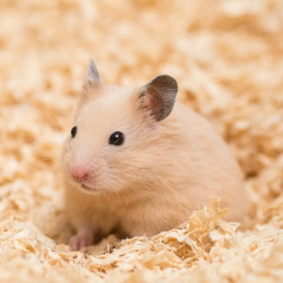 Goldhamster Dehner