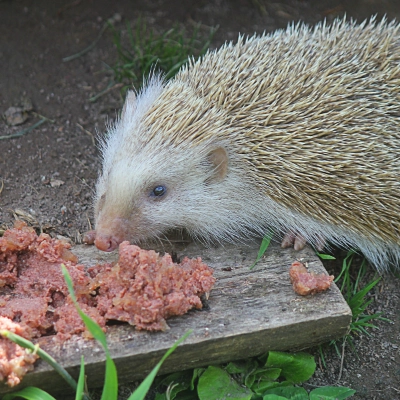 Außentemperatur über 6 °C