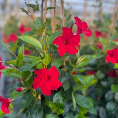 Verpackung/Transport