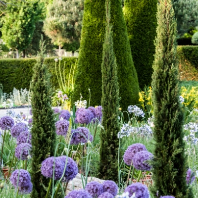 baywa thuja smaragd Thuja 