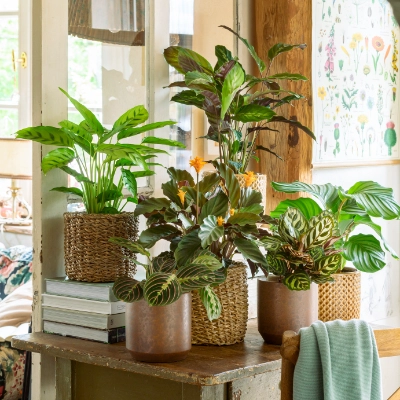 calathea makoyana standort 4
