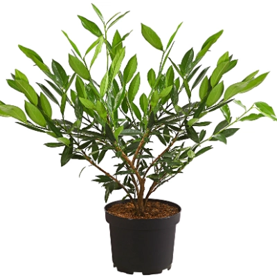 philodendron ring of fire Philodendron 'Ring of Fire' – Foliage Factory