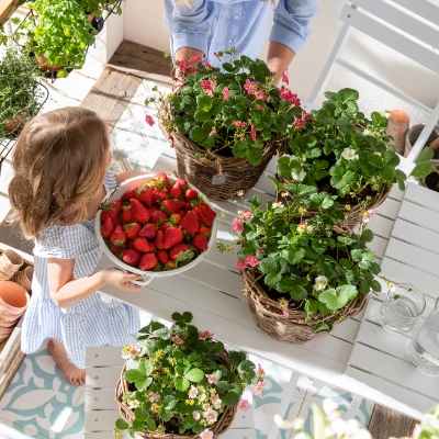 Erdbeeren anbauen | Dehner