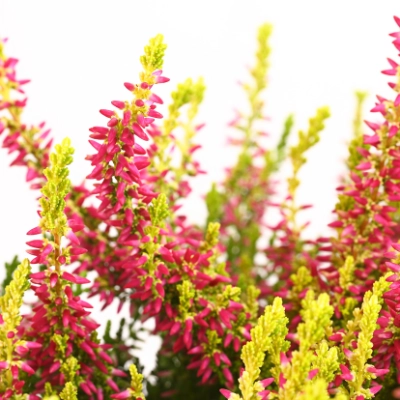 kann man rosen mit hornspäne düngen Rosen Dünger von Flora Boost für prächtige Blüten und gesunde Pflanzen