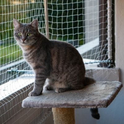 liguster 2m kaufen Wilder Liguster | kaufen main image 1